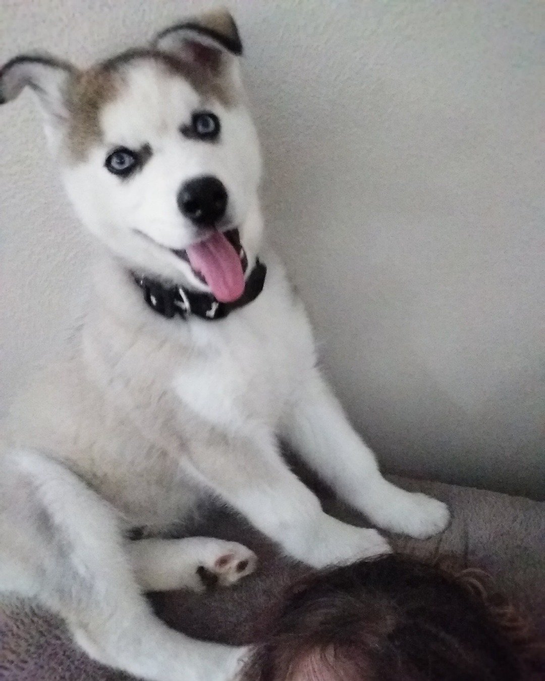Hemi the Siberian Husky. Dog, Husky, Puppy, Person, Eskimo Dog