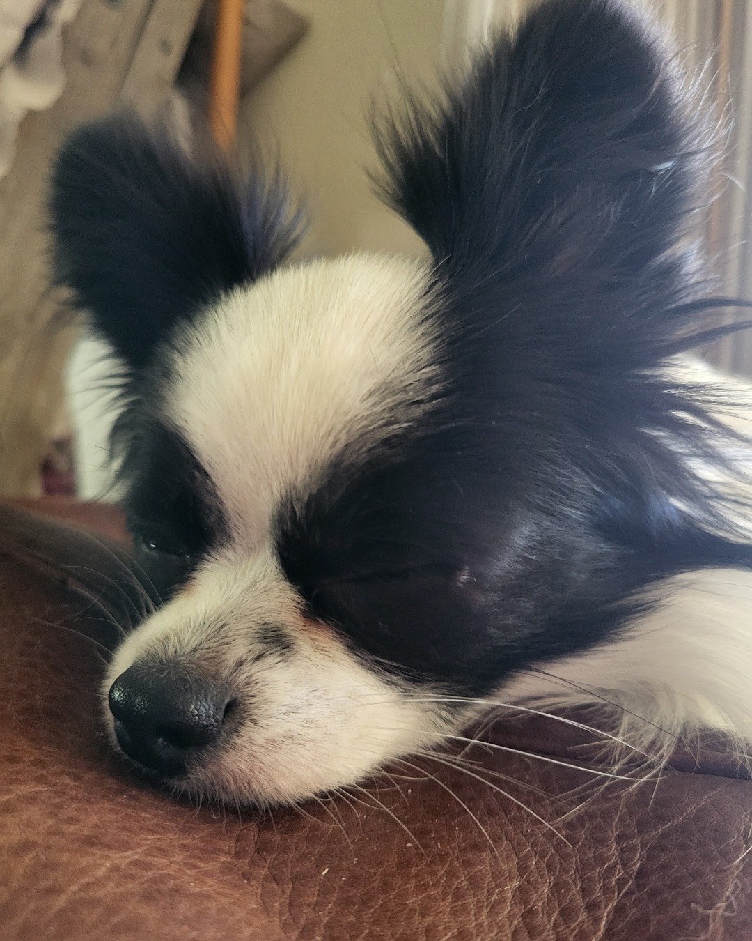 Danny the Long haired Chihuahua. Dog, Puppy, Cocker Spaniel, Papillon