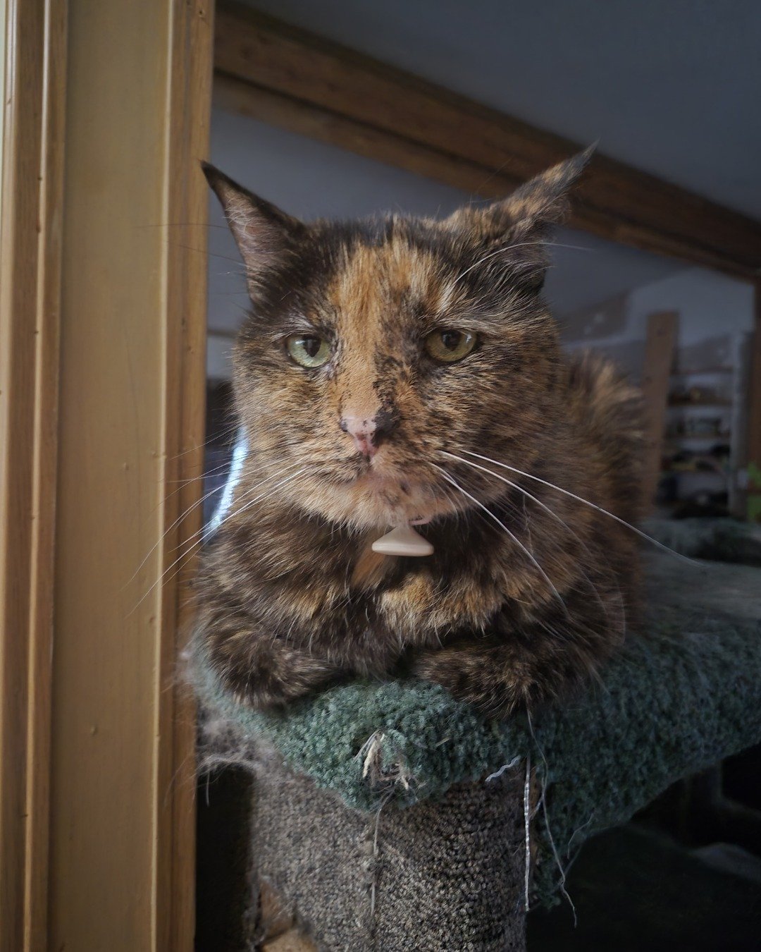 Spika the Tortoiseshell. Cat, Abyssinian