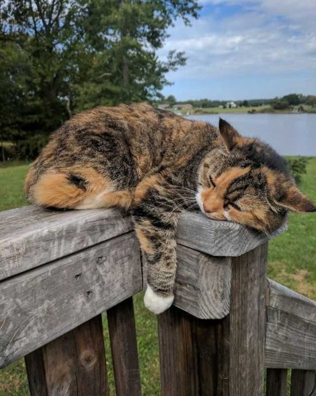 CUTE CATS 💖. Wood, Grass, Plant, Water, Waterfront, Nature