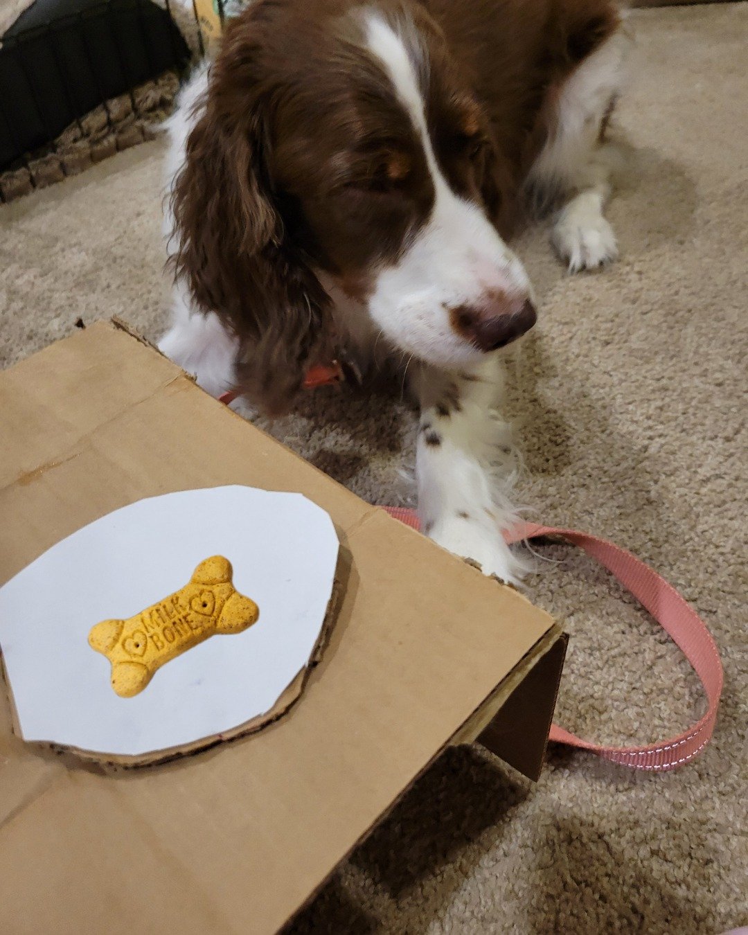 Sparky the English Springer Spaniel. Dog, Puppy, Furniture, Table
