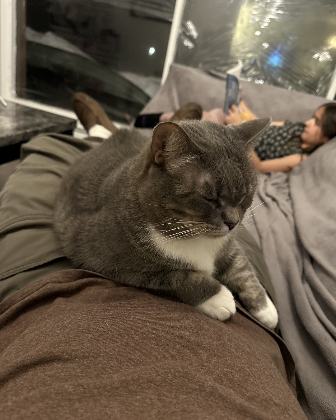 Lilith the Idk. Couch, Furniture, Person, Sleeping, Cat, Blanket