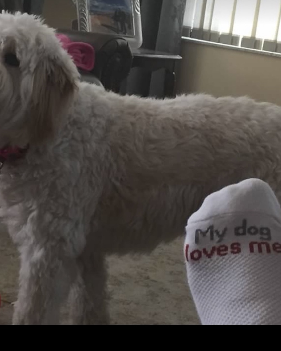 Bria the Goldendoodle — Indoors, Interior Design, Dog, Poodle