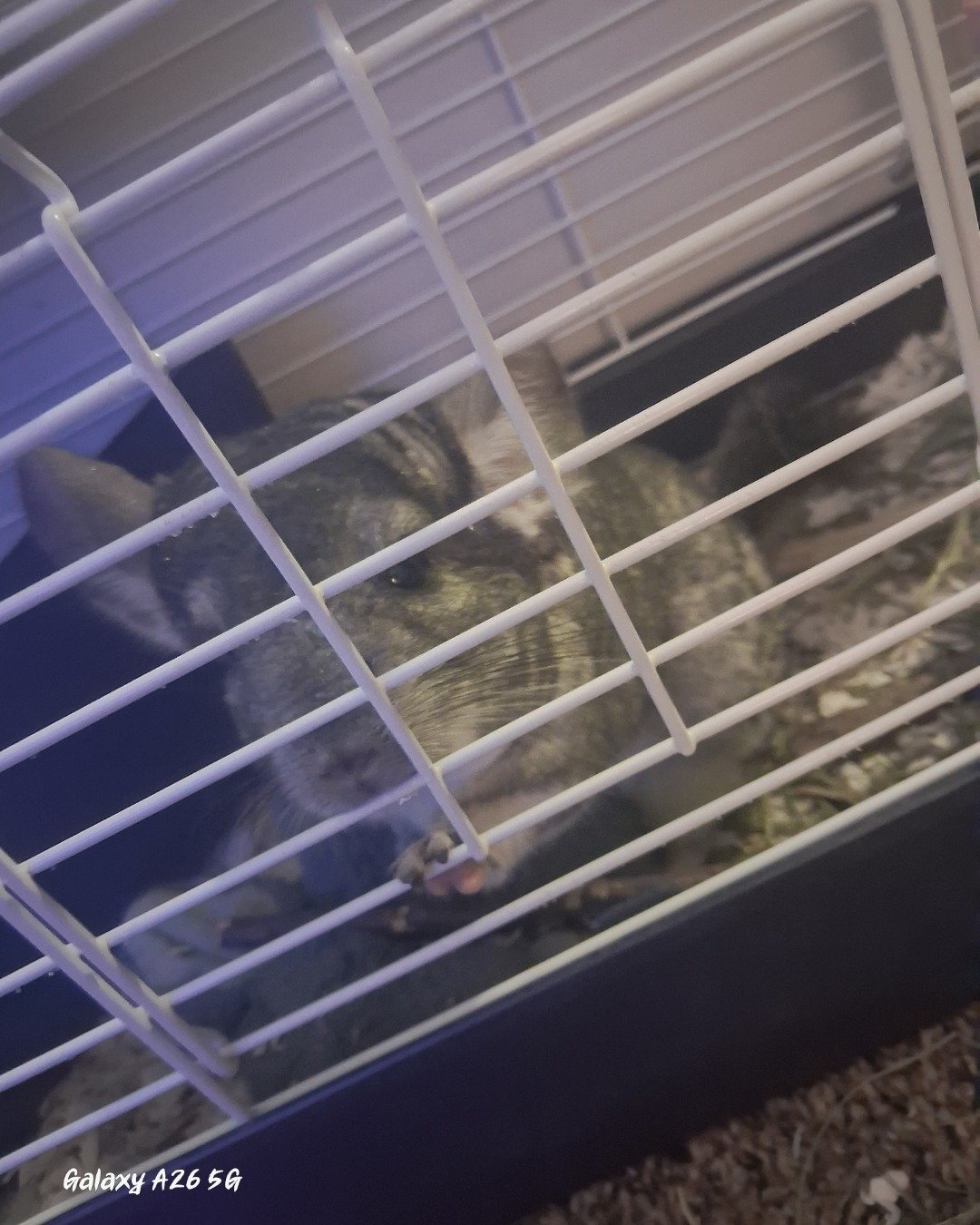 Chimmichanga the Chinchilla. Rodent