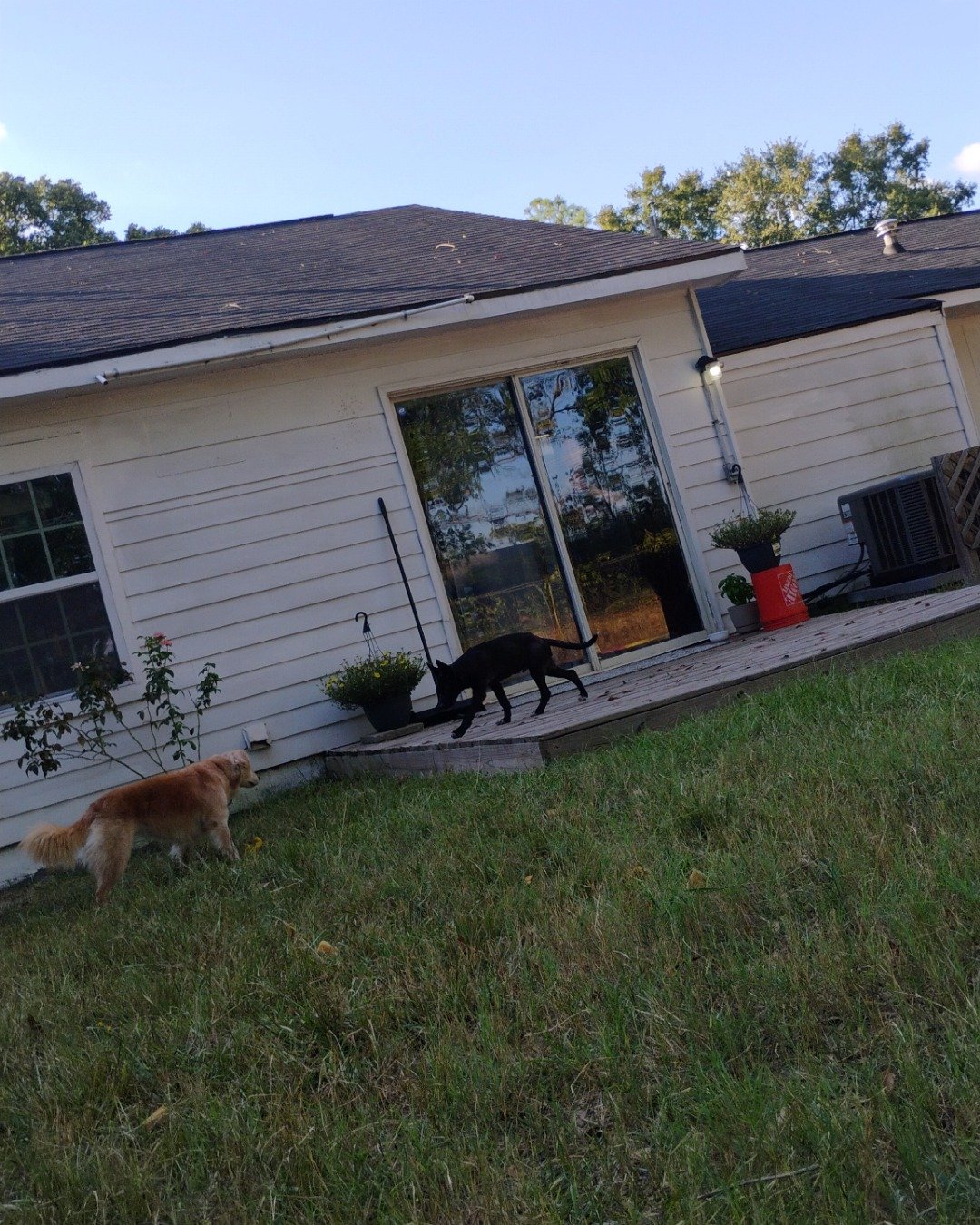 Star the Mini golden. Architecture, Building, Outdoors, Shelter, Backyard, Nature