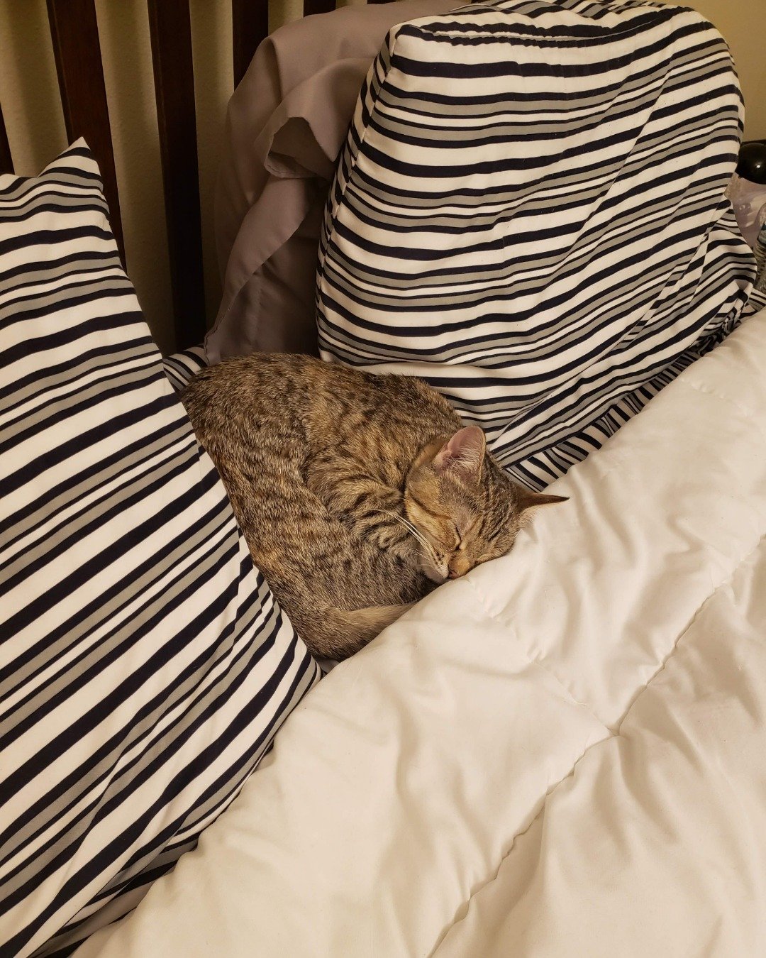 Lucy the tabby. Cushion, Home Decor, Blanket, Furniture, Cat, Pillow