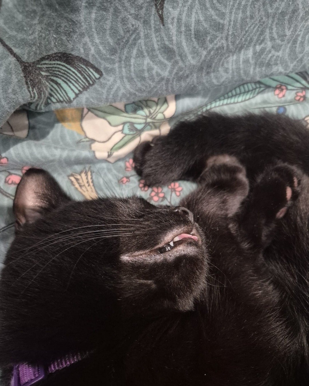 Ventress. Cat, Kitten, Furniture