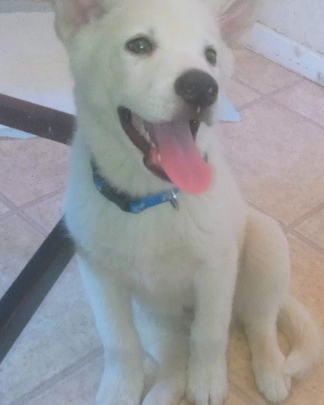 Chopper the White Husky and German shepherd mix. Dog, Eskimo Dog, Husky, White Dog, Puppy