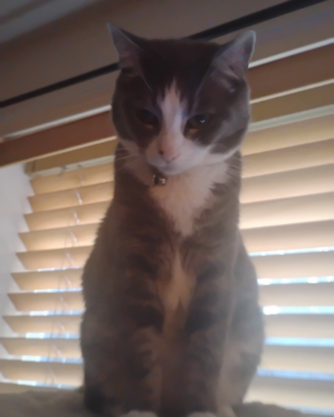 cloudy. Curtain, Home Decor, Window Shade, Cat