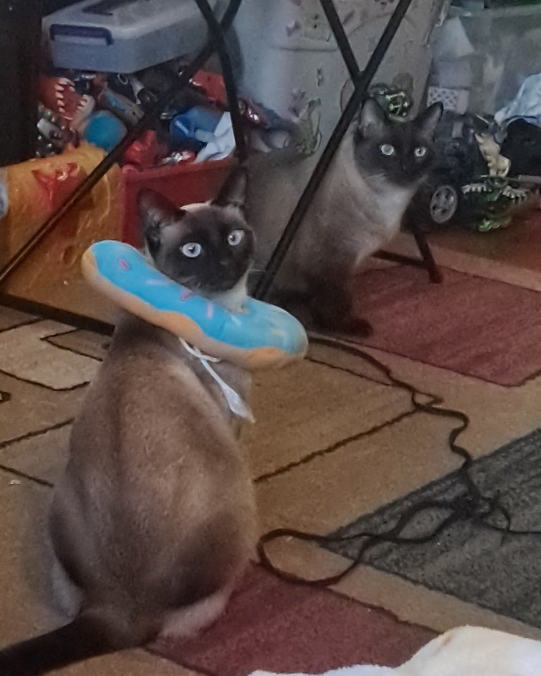 Twin love ❤ (Stella and Luna) the Siamese. Cat, Siamese