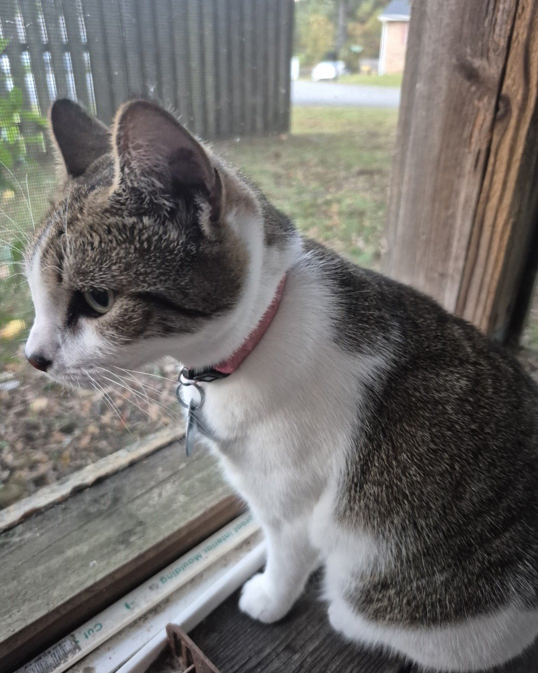 Peanut the Domestic Short Hair. Cat, Abyssinian, Accessories, Fence