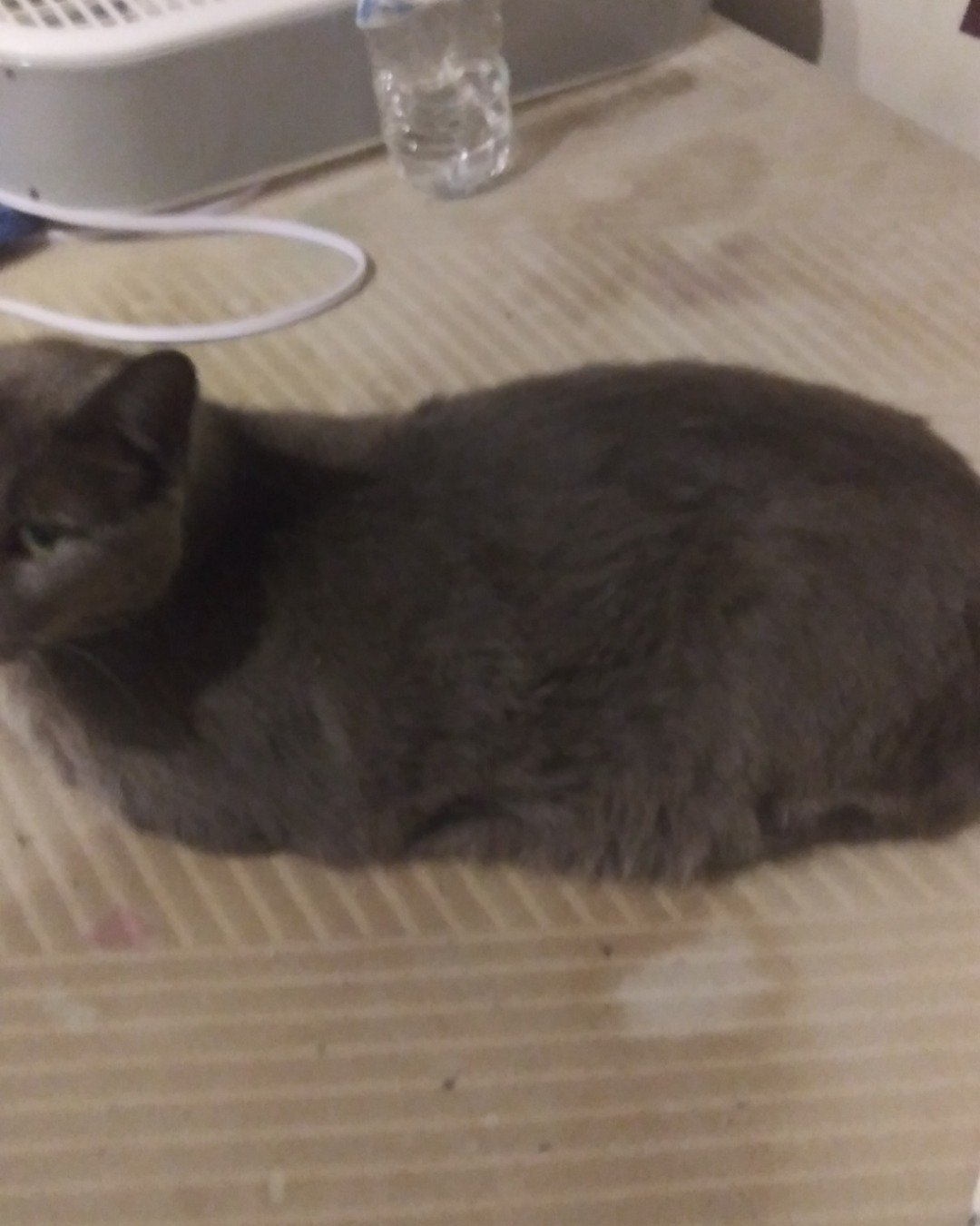 scoot. Cat
