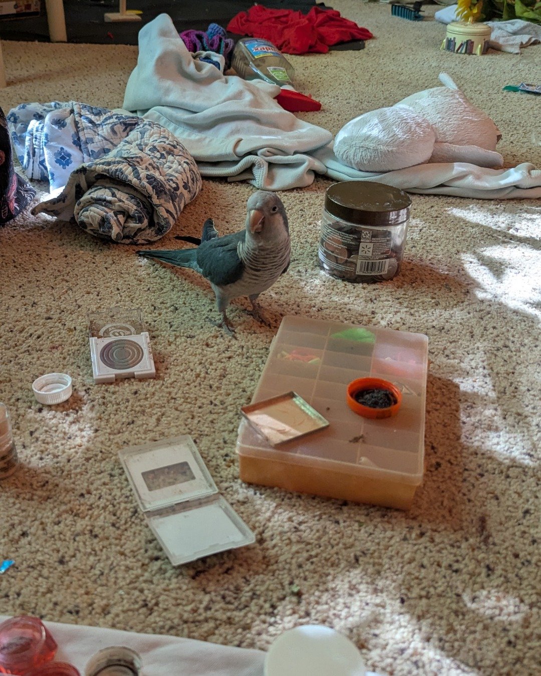 pixie the Quaker parrot. Beak, Bird, Jar, Person, Electronics, Phone