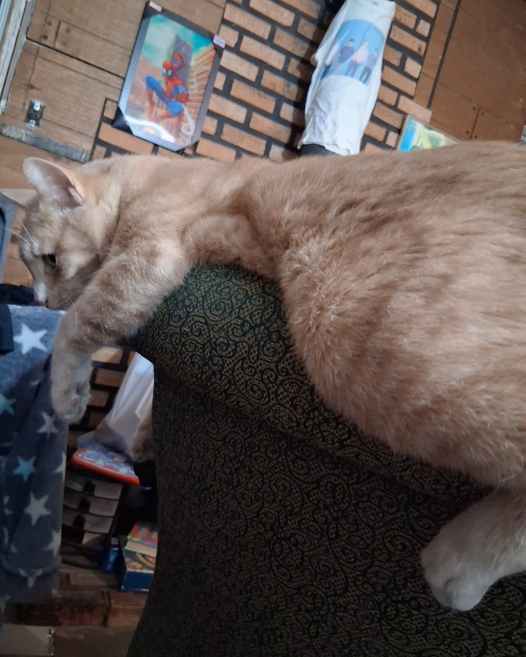 Mr. Orange. Couch, Furniture, Cat, Chair