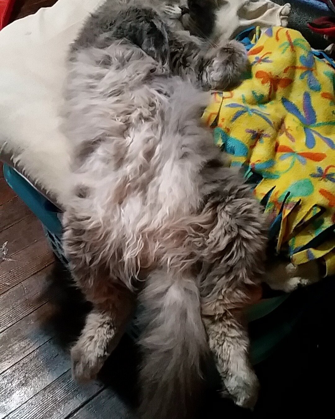 Ozzy. Person, Sleeping, Couch, Furniture, Dog, Puppy