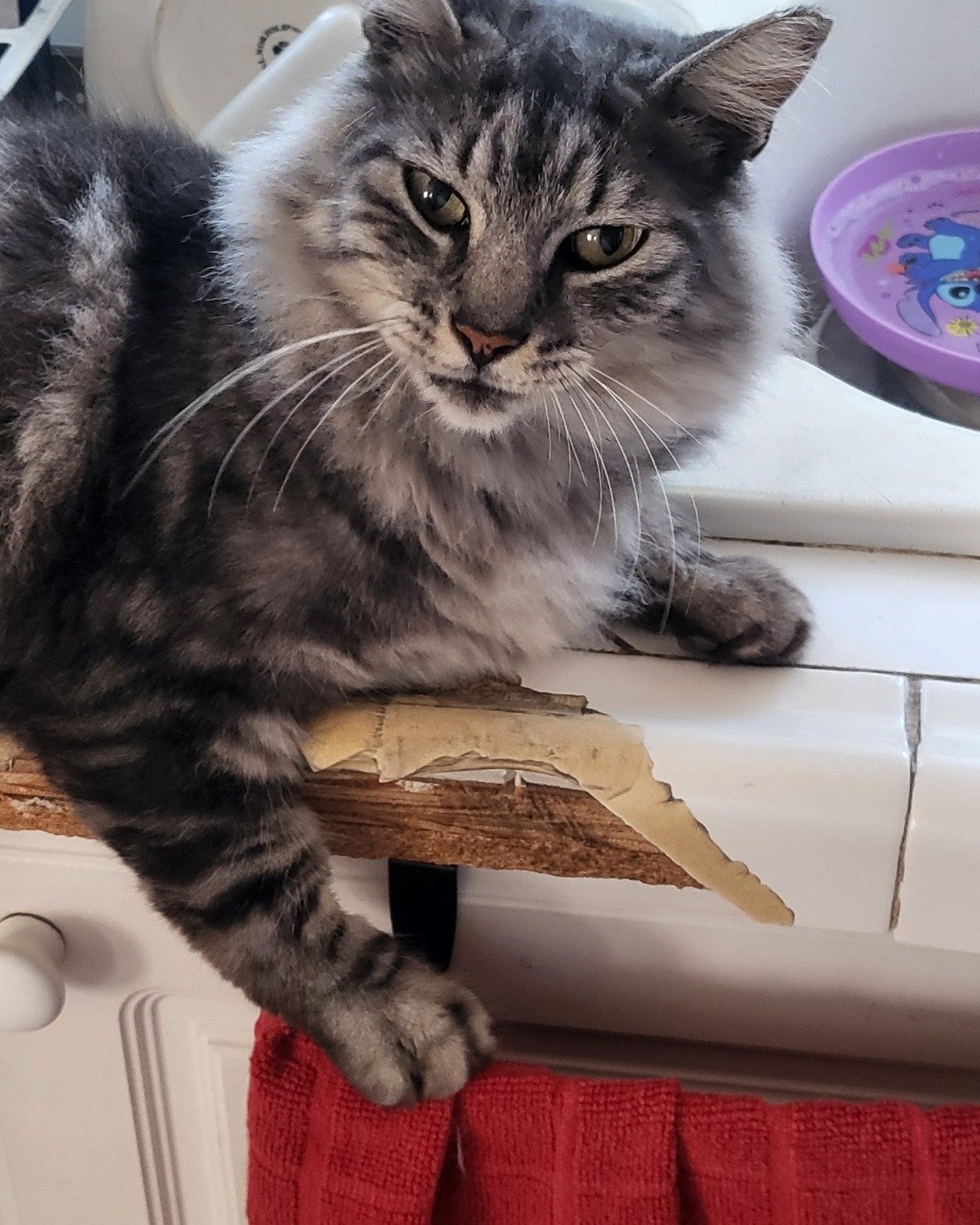 Yeti Freddie. Wood, Cat, Kitten, Manx