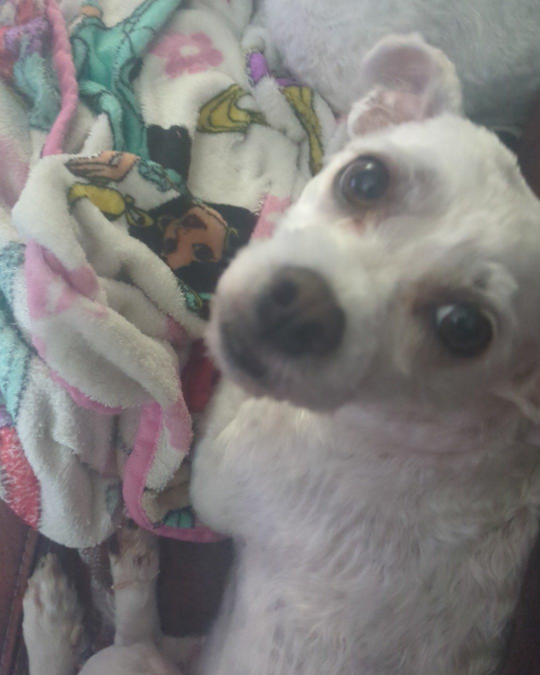 candy!🍭🍬. Dog, Puppy, Blanket, Chihuahua