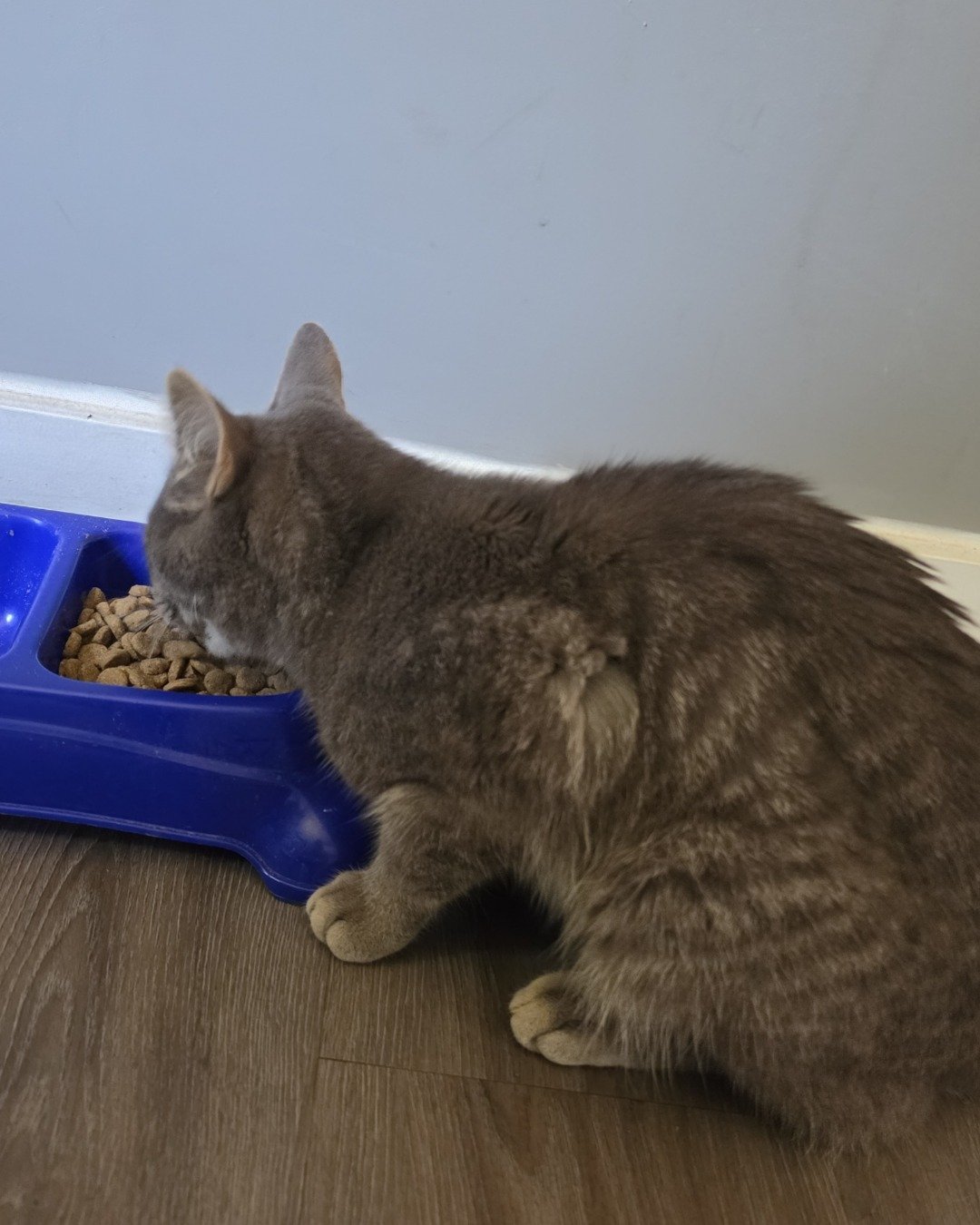 idk the cats name. Cat, Manx
