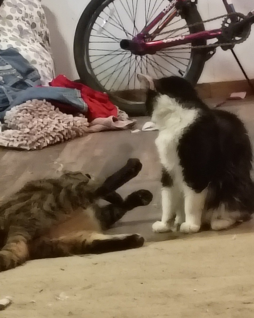 my two kitties fighting they sre having fun 😭😭. Machine, Wheel, Spoke, Cat, Kitten, Bicycle