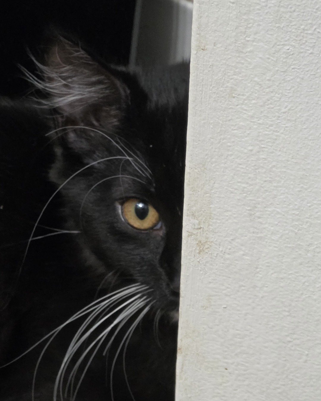 Andy. Cat, Black Cat