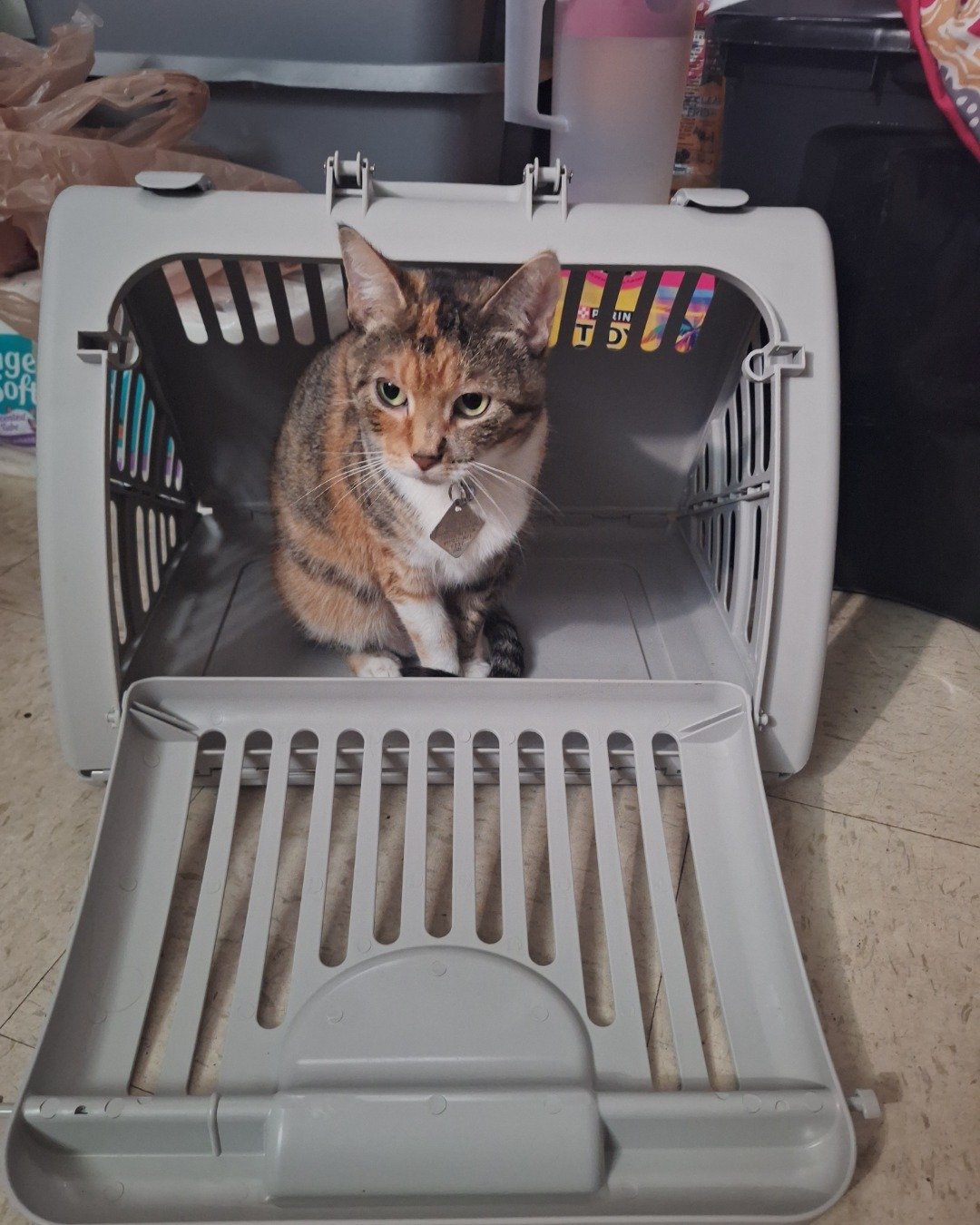 Tiana the calico. Cat