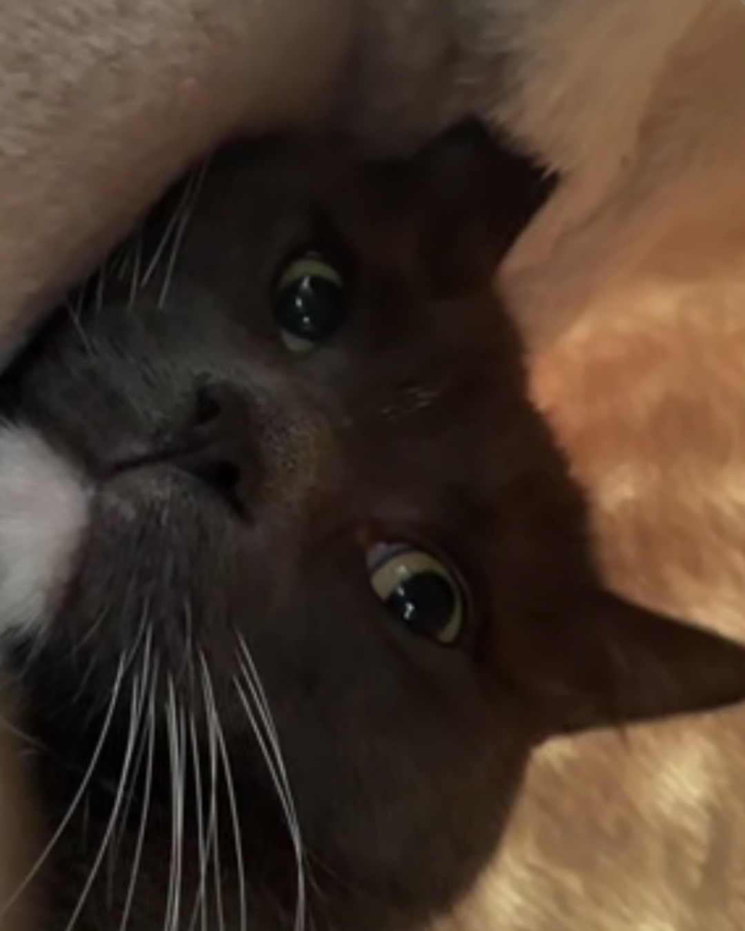 Jholote. Cat, Kitten, Black Cat