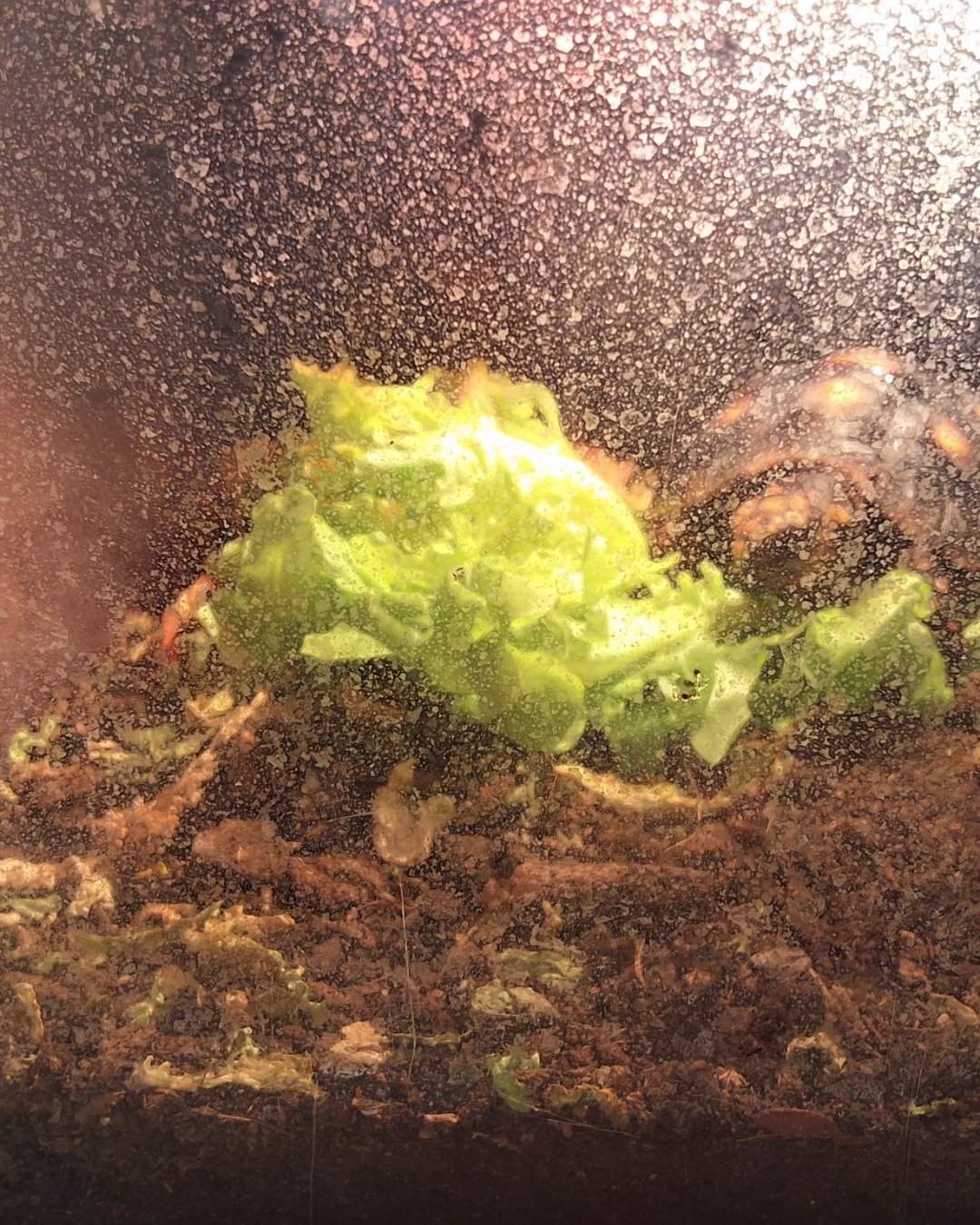 Master oogway the Red footed tortoise