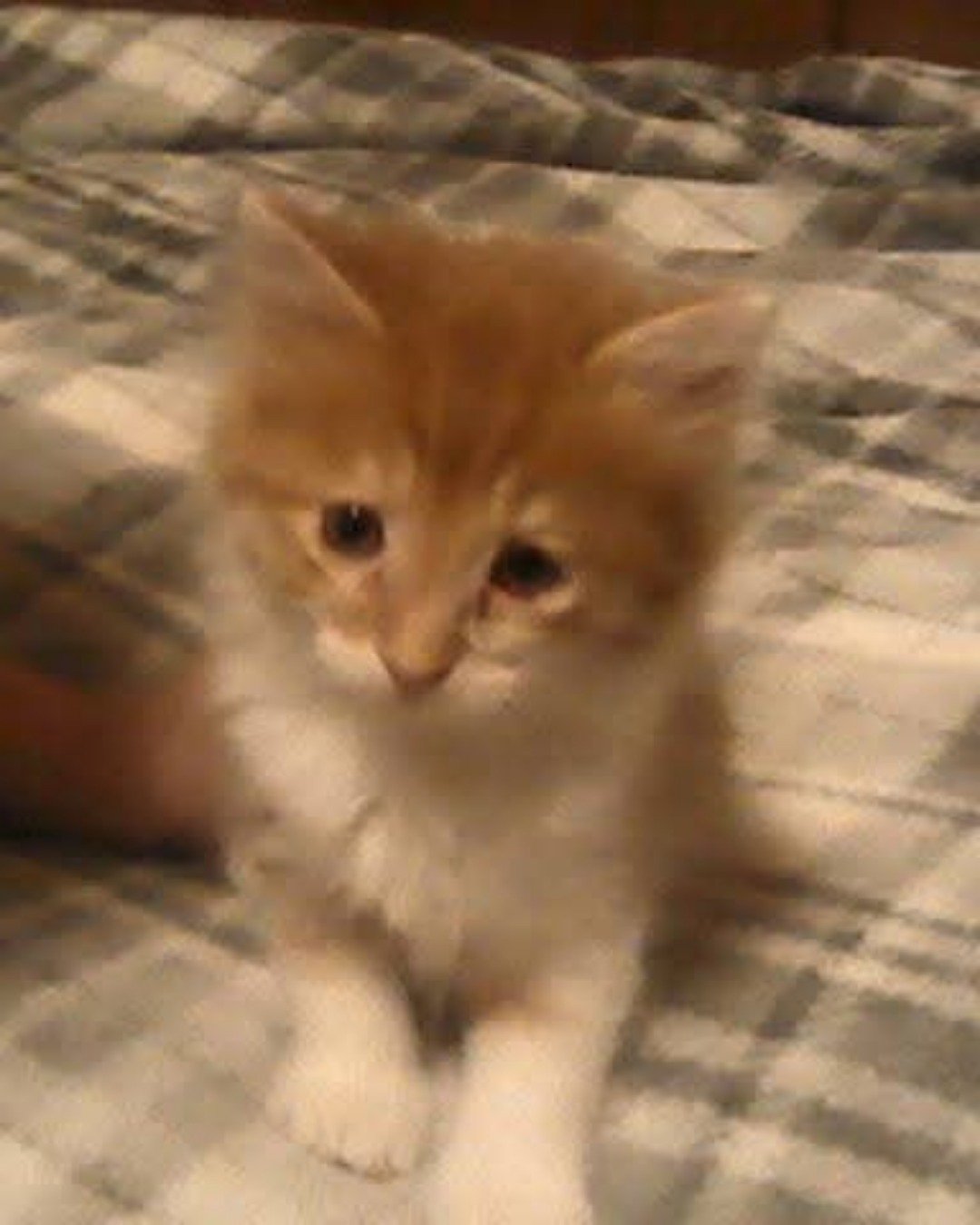 Lucky. Cat, Kitten, Dog