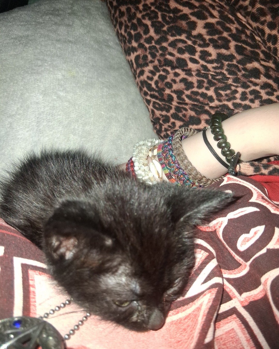 Eclipse. Accessories, Bracelet, Jewelry, Cat, Kitten, Couch
