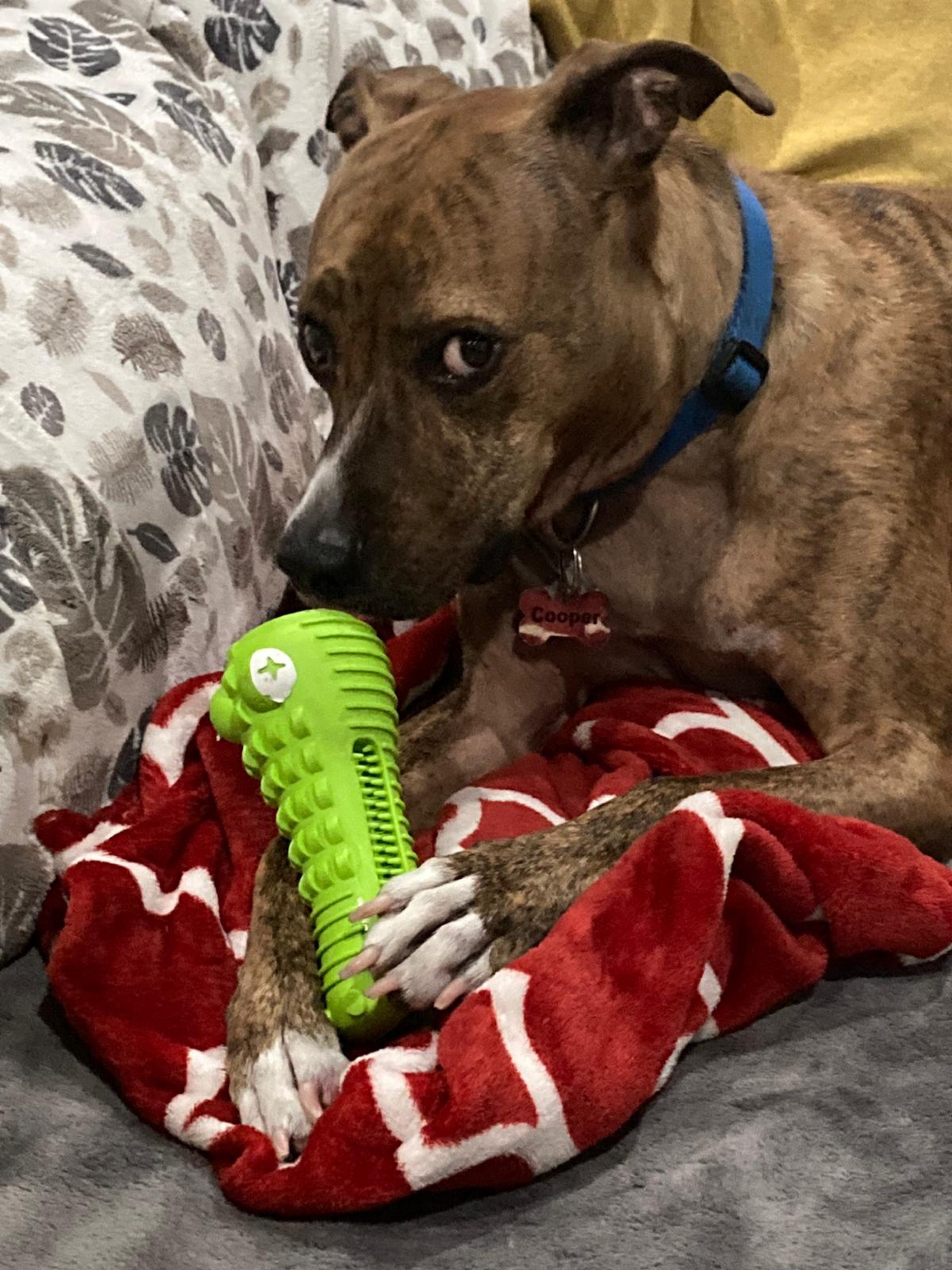 Cooper the Pitbull Mutt