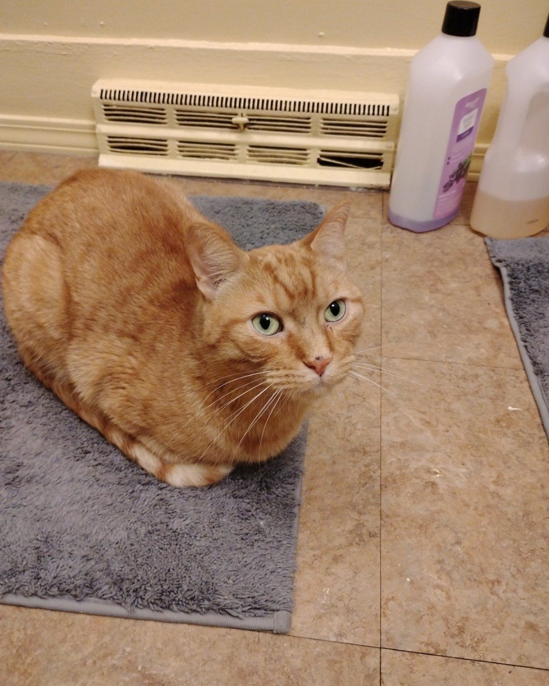 Tiger. Floor, Flooring, Cat, Home Decor, Wood