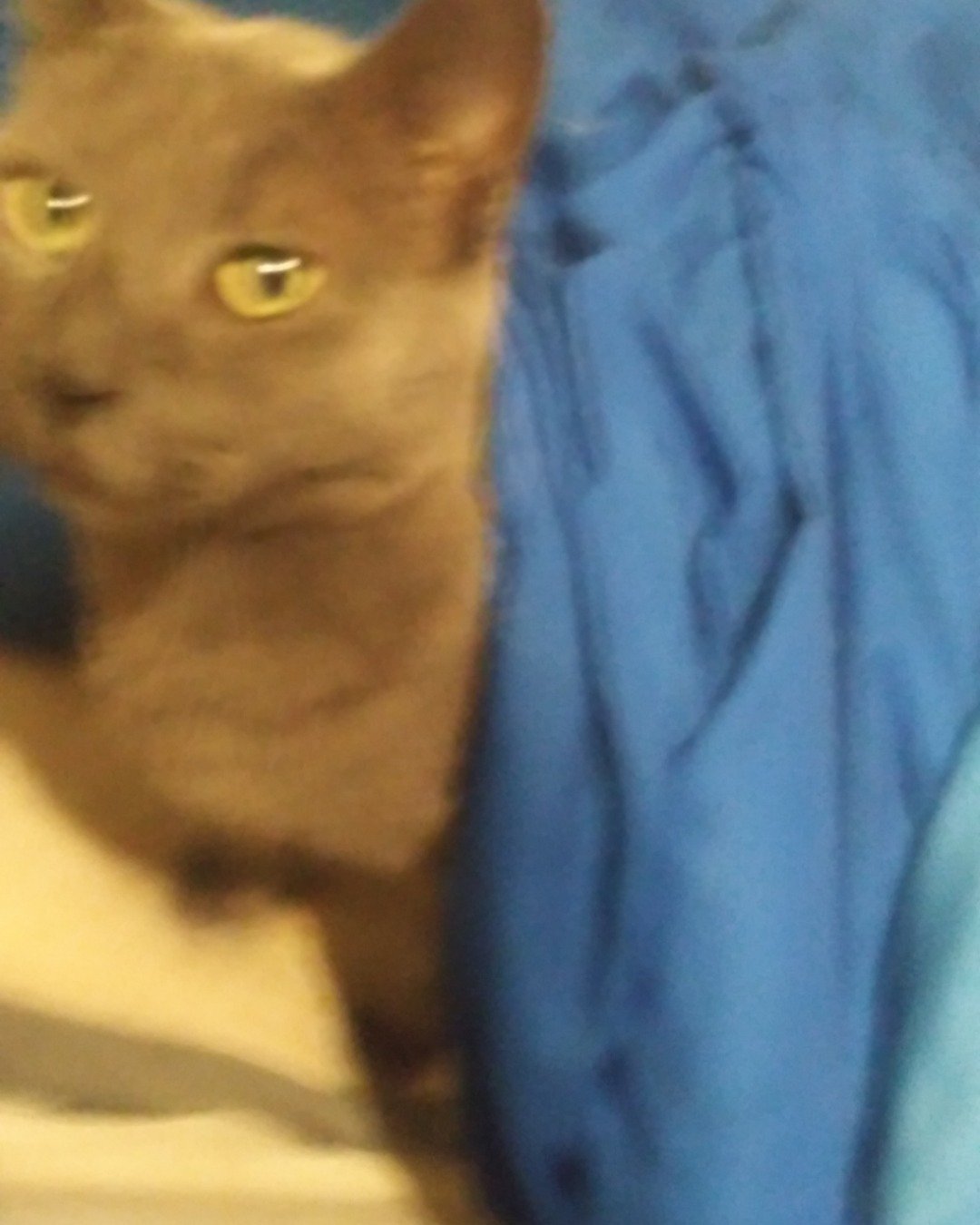 scoot. Cat, Abyssinian