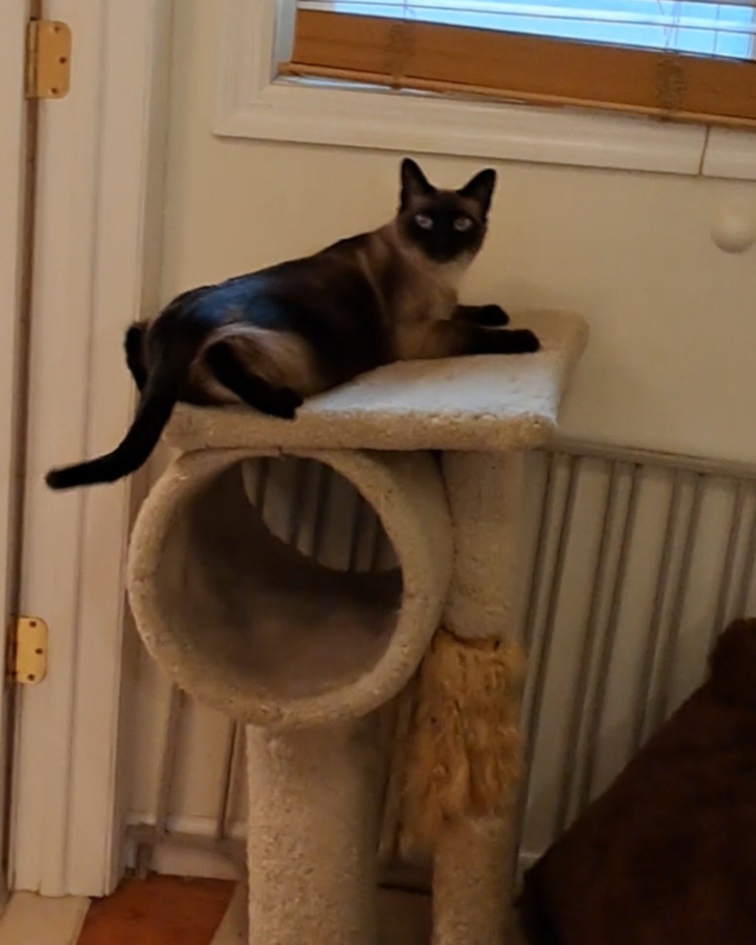 Luna🌙💫 (twin of Stella) the Siamese. Cat