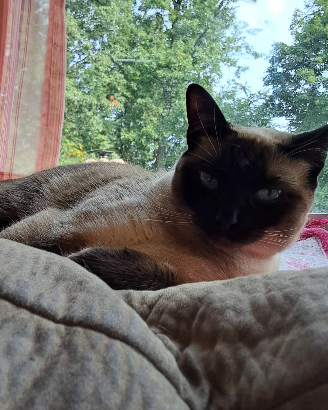 Luna🌙💫 (twin of Stella) the Siamese. Cat, Siamese