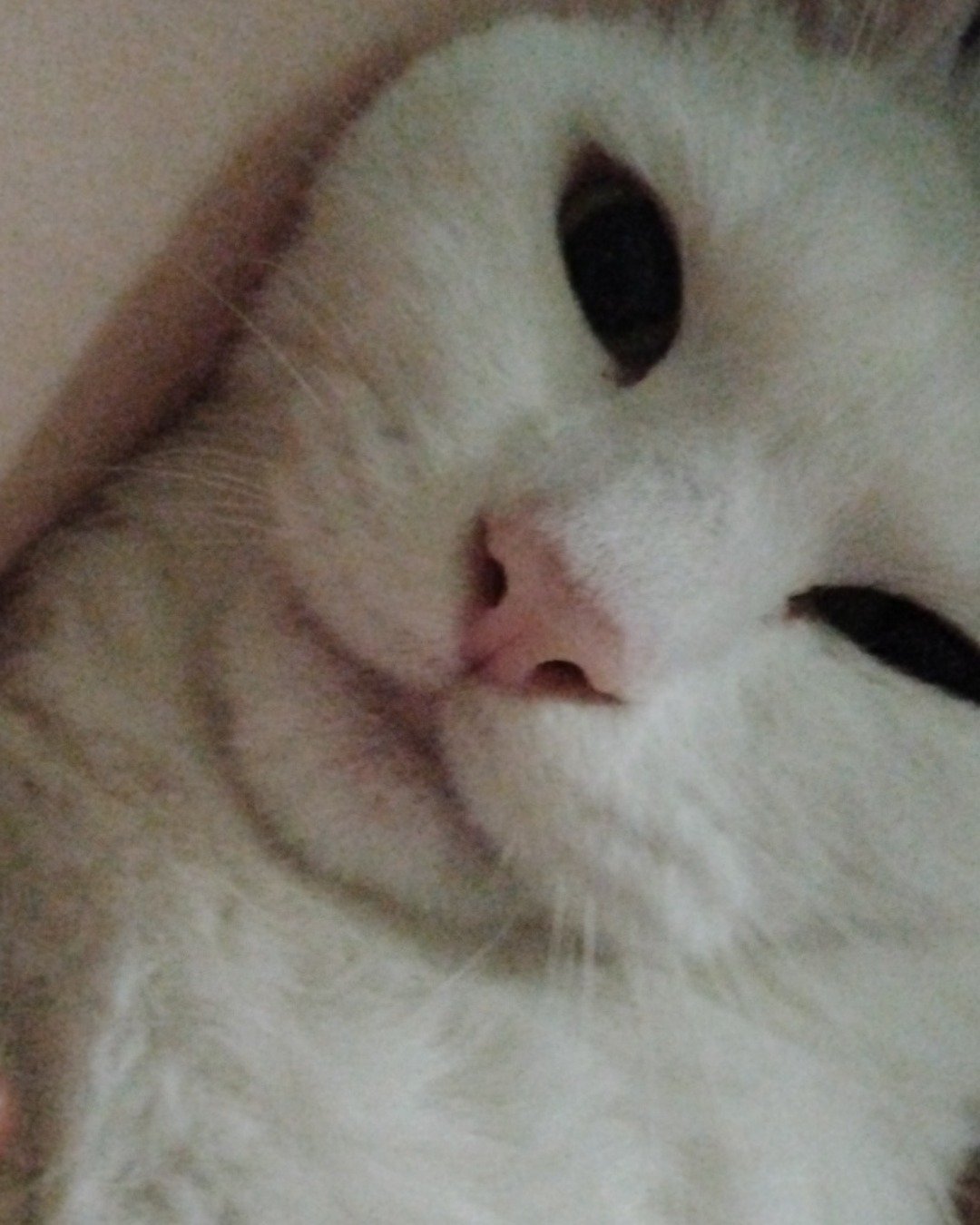 Hunter. Cat, Kitten