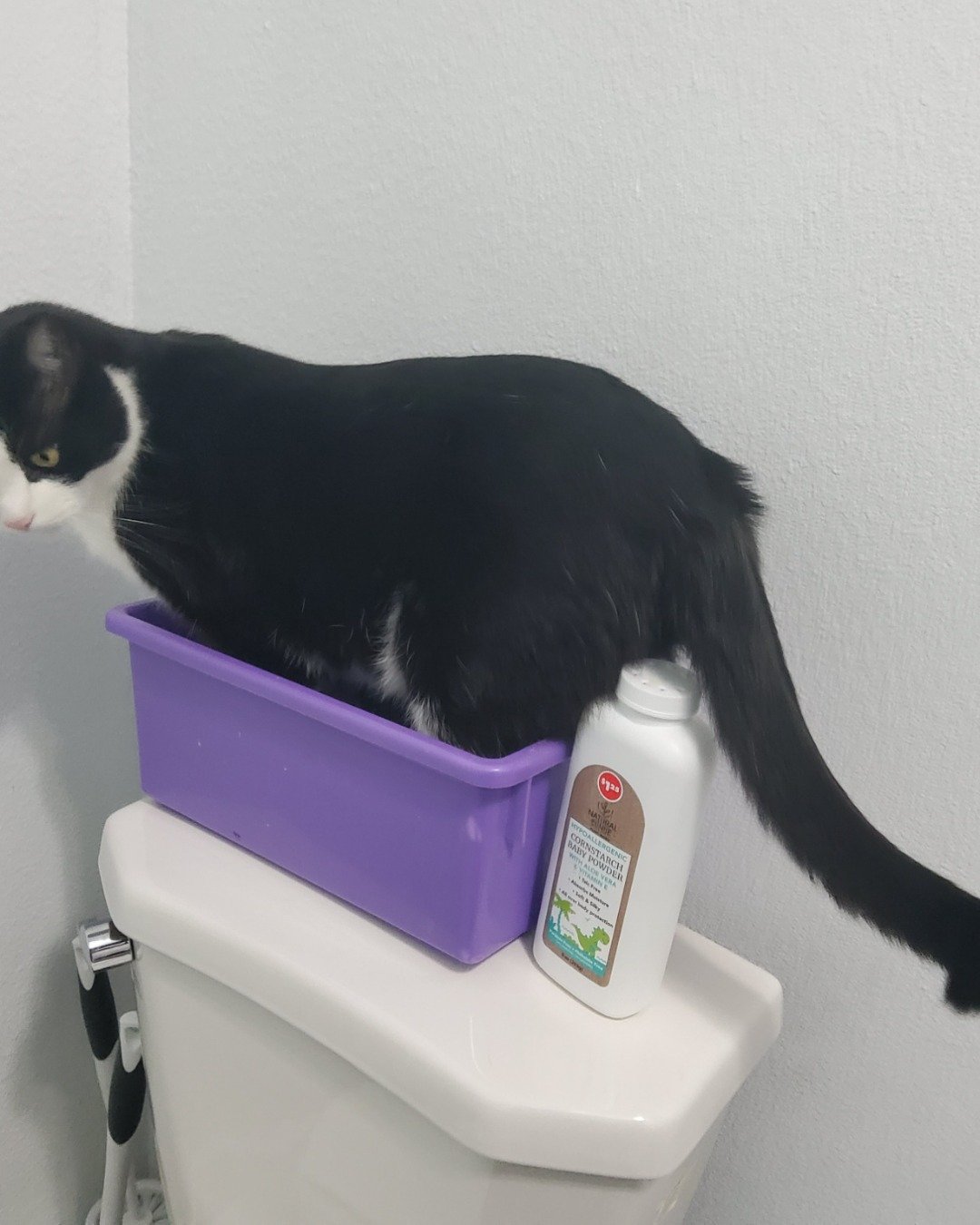 figaro the tuxedo cat. Cat