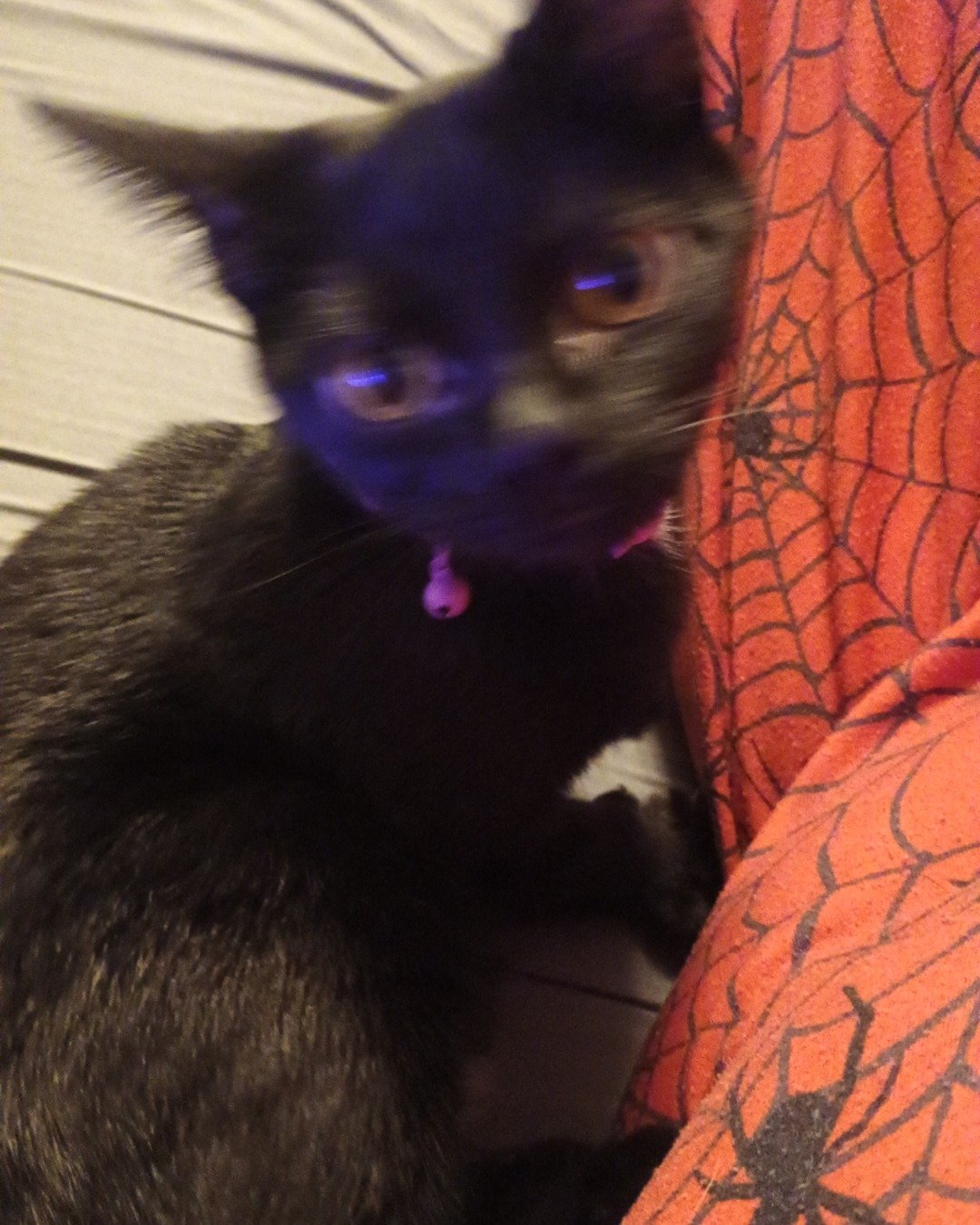Wednesday the black cat. Cat, Black Cat, Kitten
