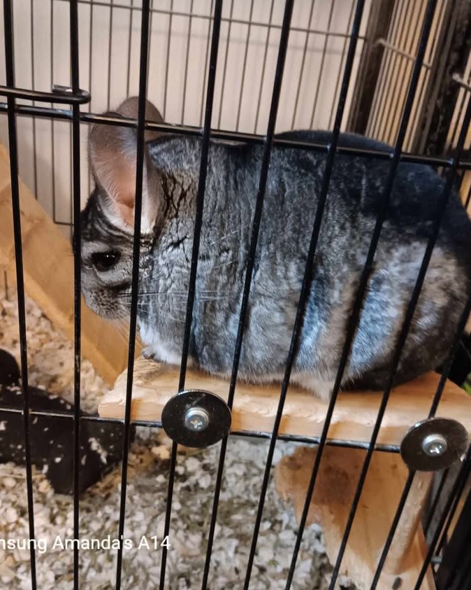 Chimmichanga the Chinchilla. Rodent, Chinchilla, Rat