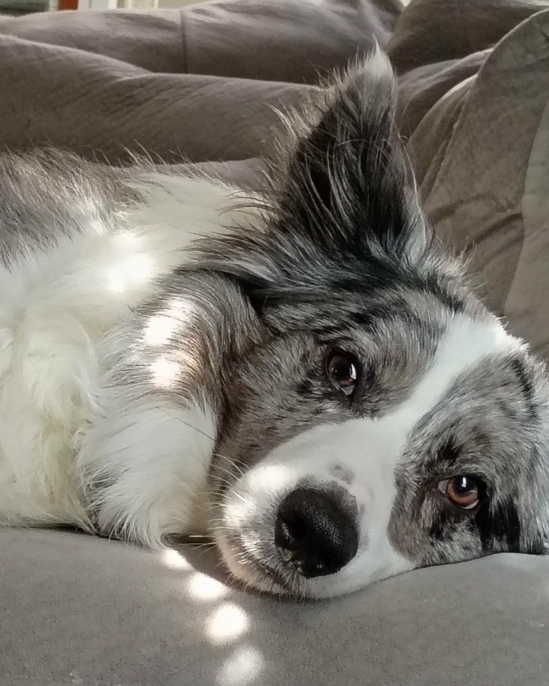 fenrir the border collie. Dog, Puppy, Couch, Furniture