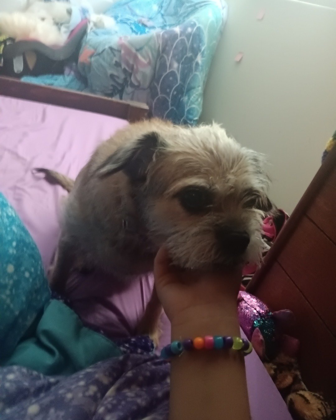 Bella the chawawa-opsa-mix. Couch, Furniture, Accessories, Bracelet, Jewelry, Dog