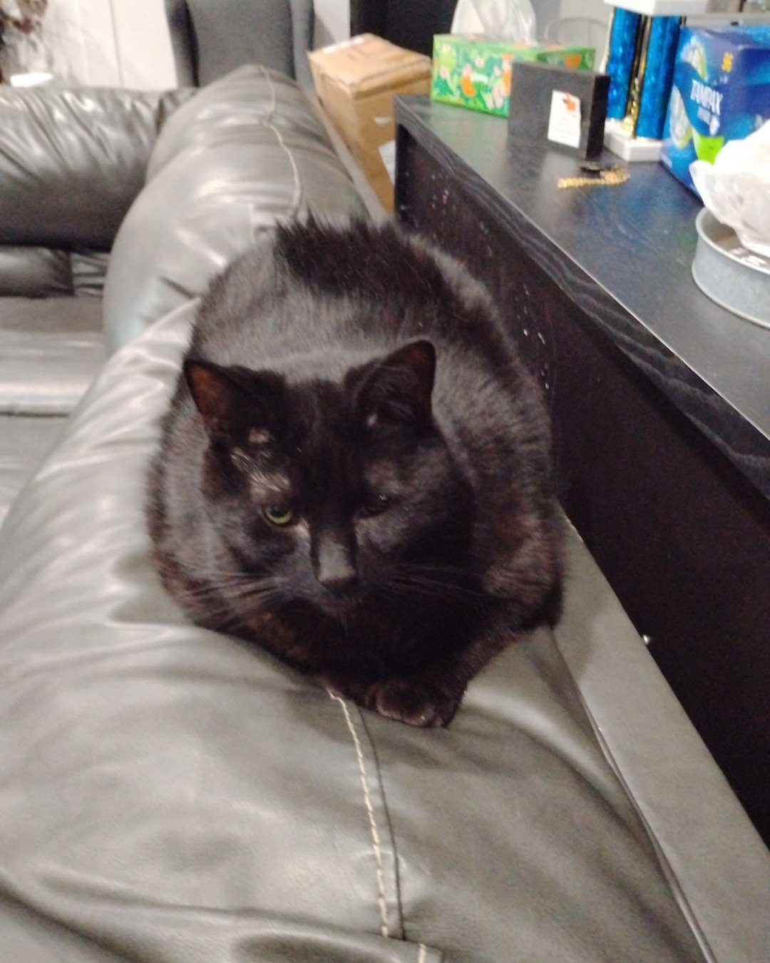 Milo the Unknown. Couch, Furniture, Cushion, Home Decor, Cat, Box
