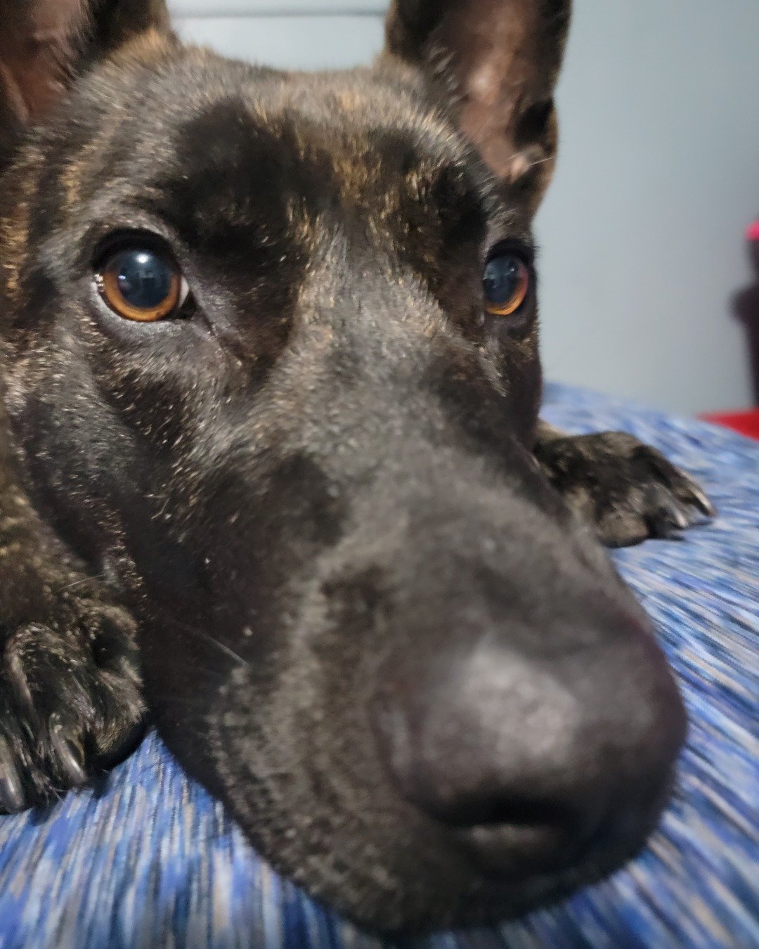 raya the Dutch shepherd. Snout, Dog, German Shepherd