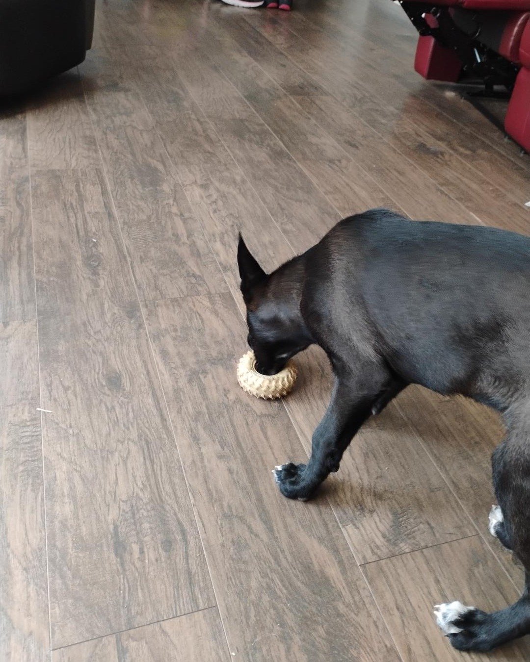 Onyx the German Shepard Boarder Collie Mix. Floor, Flooring, Indoors, Interior Design, Wood, Hardwood