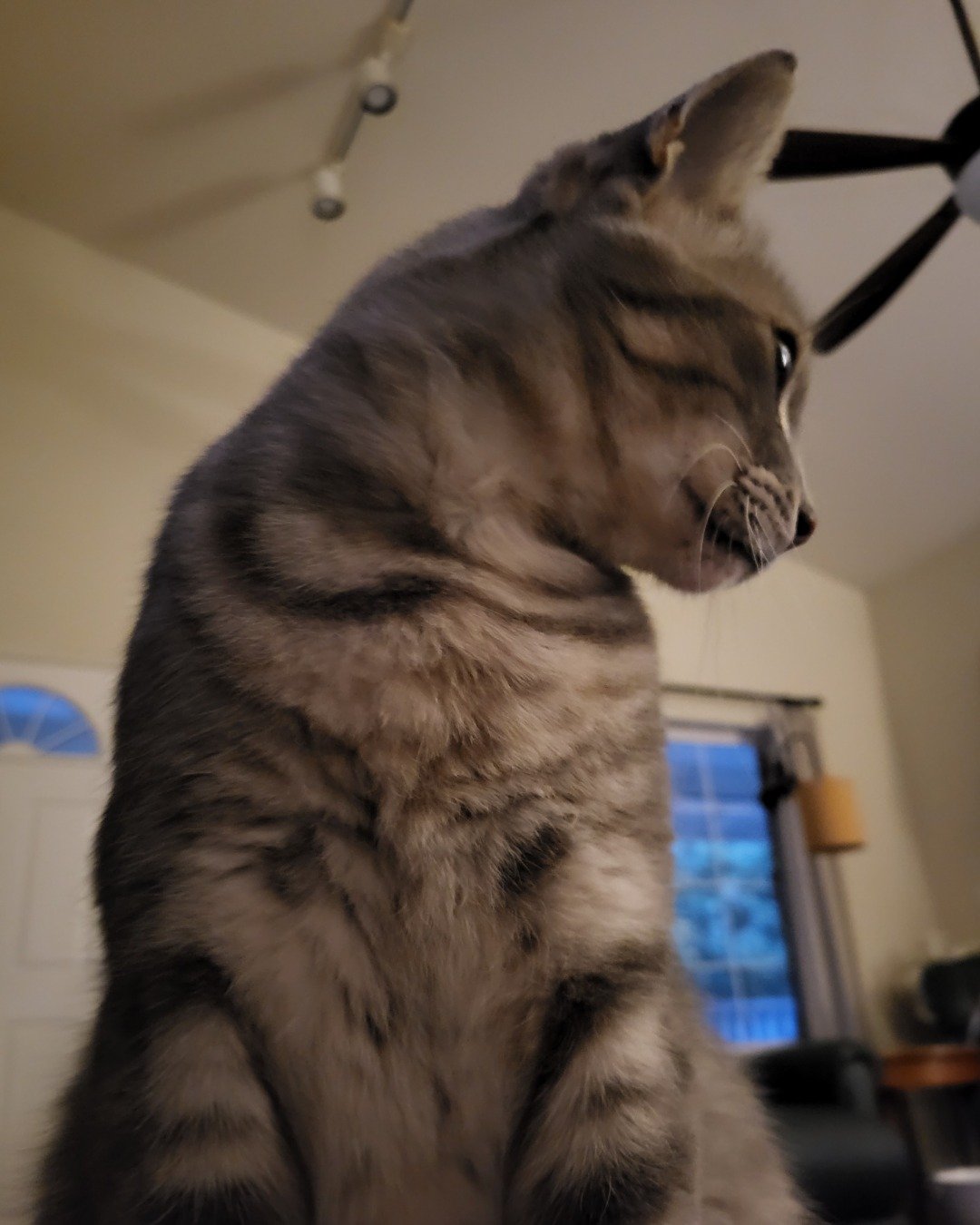 Jack the Tabby. Cat, Manx