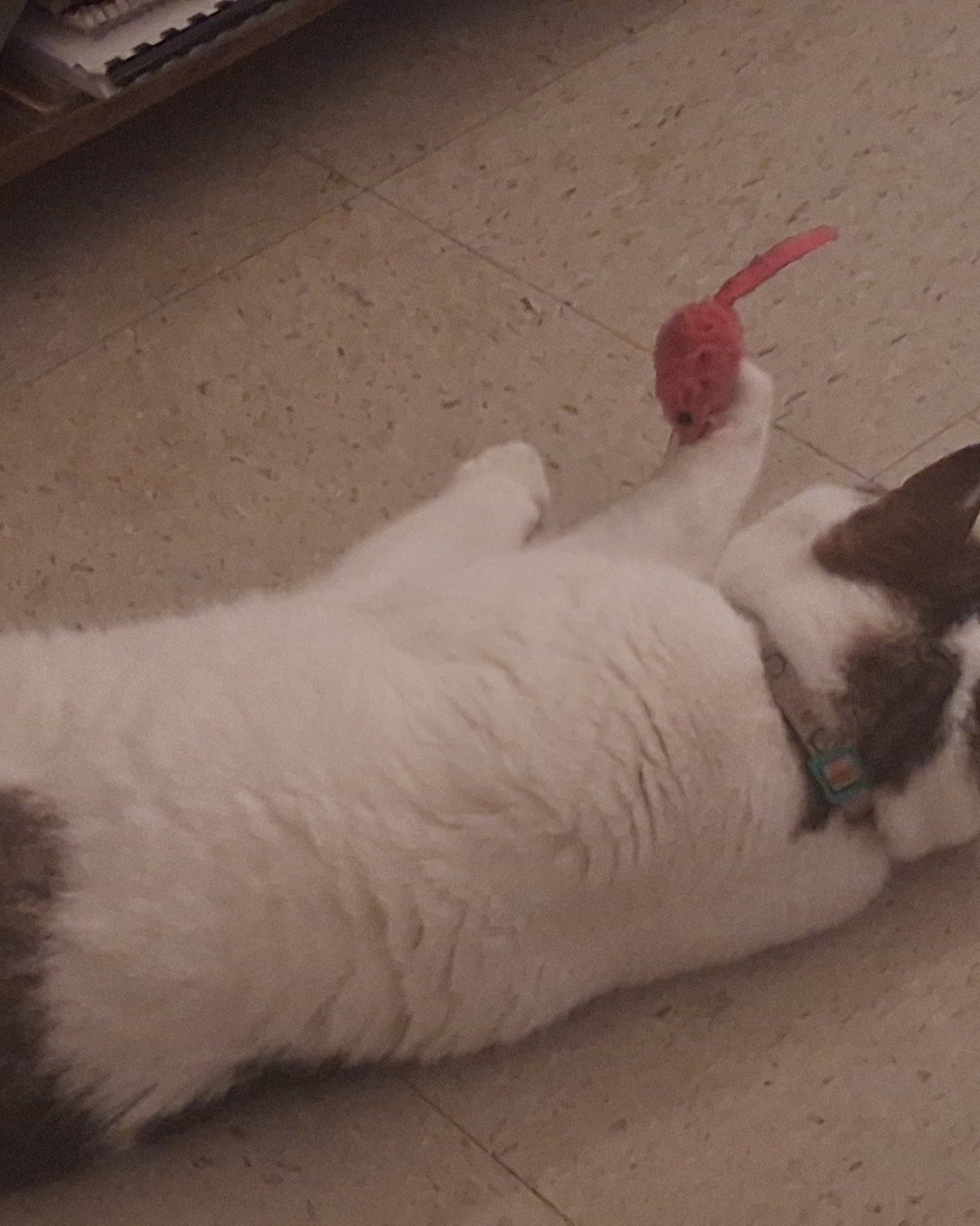 Babie Girl. Beak, Bird, Accessories, Dog, Floor, Rabbit