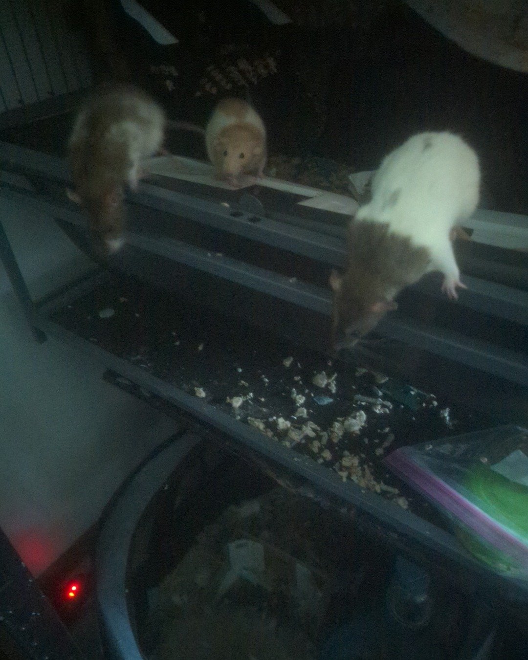 orange and white one mango, brown head white body zaba, brow the rats. Rat, Rodent