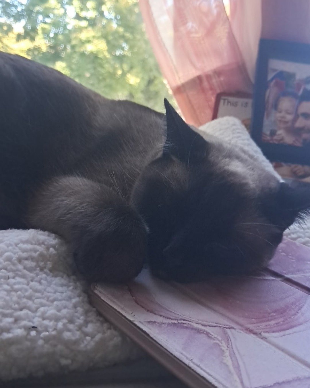 Luna🌙💫 (twin of Stella) the Siamese. Cat, Person, Sleeping, Baby