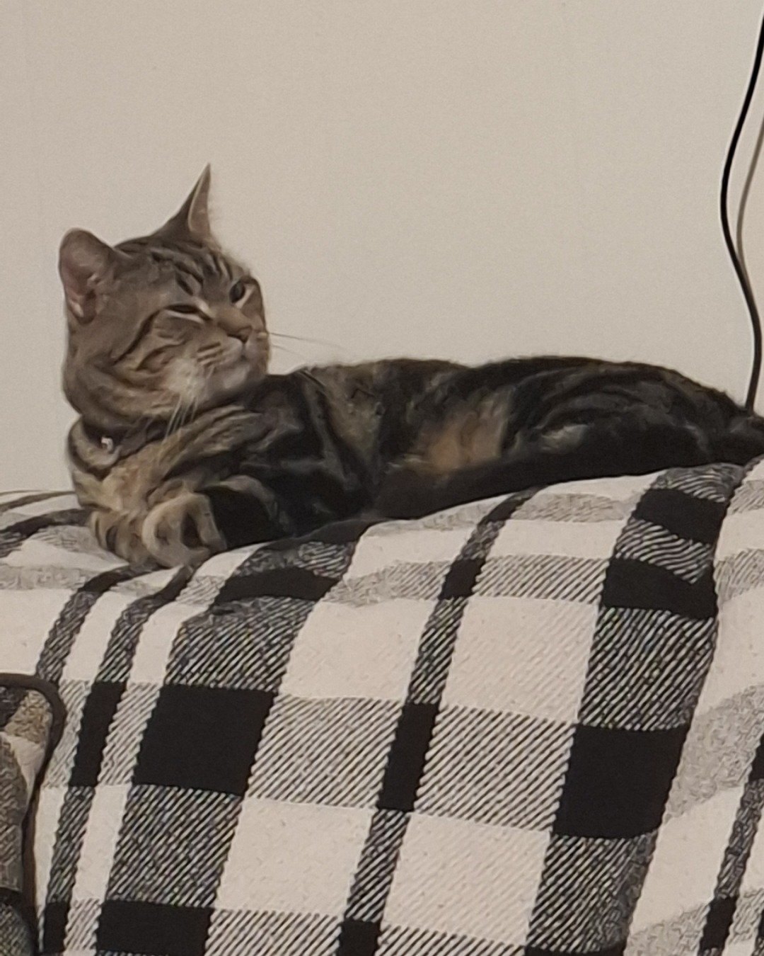 Hermes the taby. Couch, Furniture, Blanket, Cushion, Home Decor, Cat