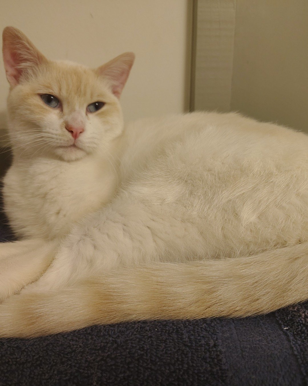 Mr Bing Bing! the fire cat. Cat, Angora, Kitten