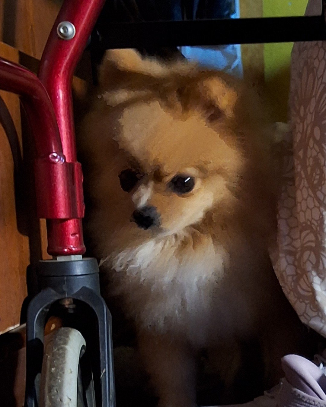 Cosmo the Pomeranian. Dog, Puppy, Machine, Wheel, Car, Transportation